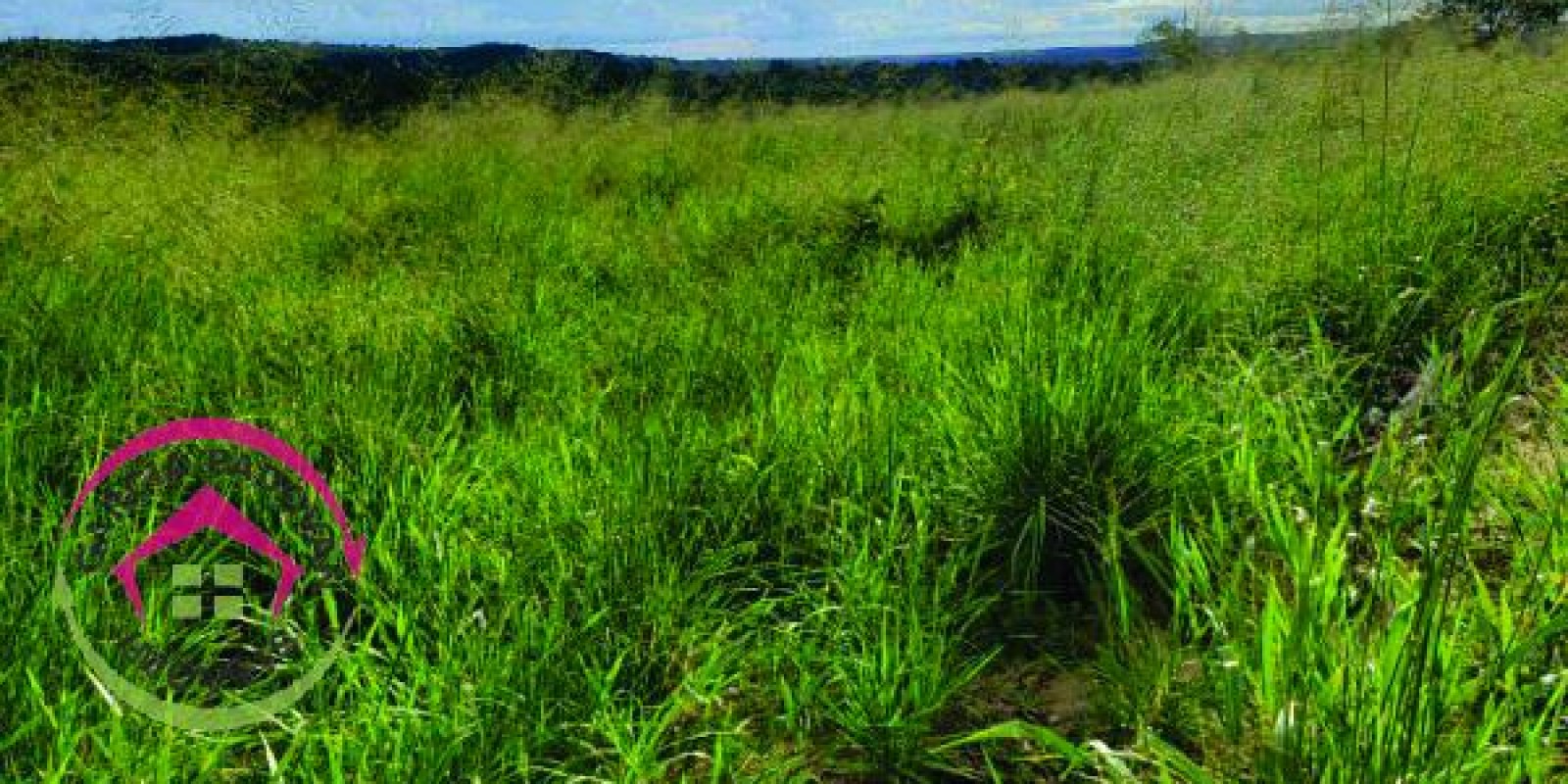 Fazenda de 3057 hectares em General Carneiro – MT - Foto 12 de 15