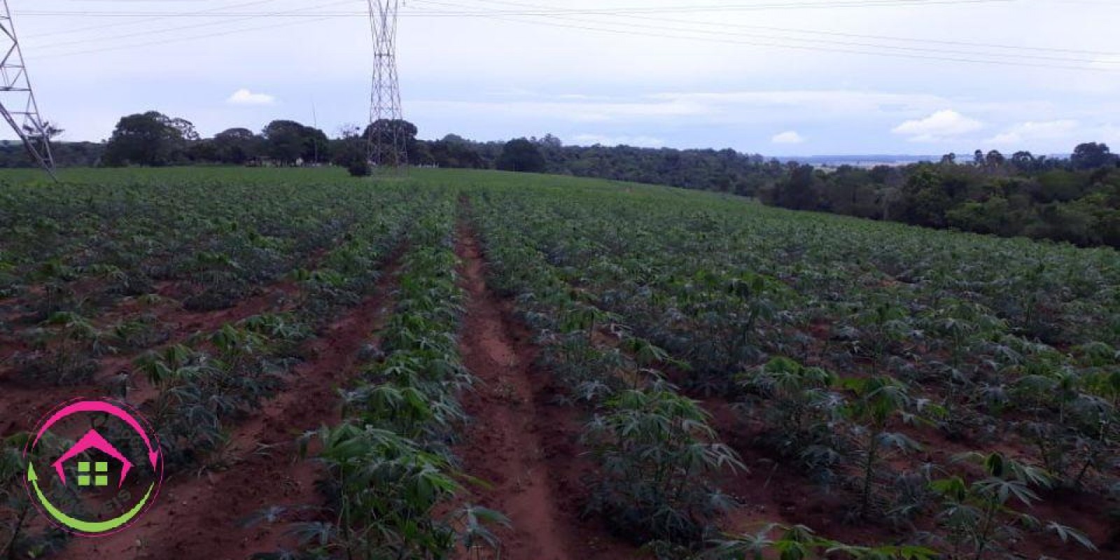 Vende se Fazenda de 28 Alqueires com Dupla Aptidão  5  km de Distância da Rodovia Castelo Branco - Foto 7 de 20