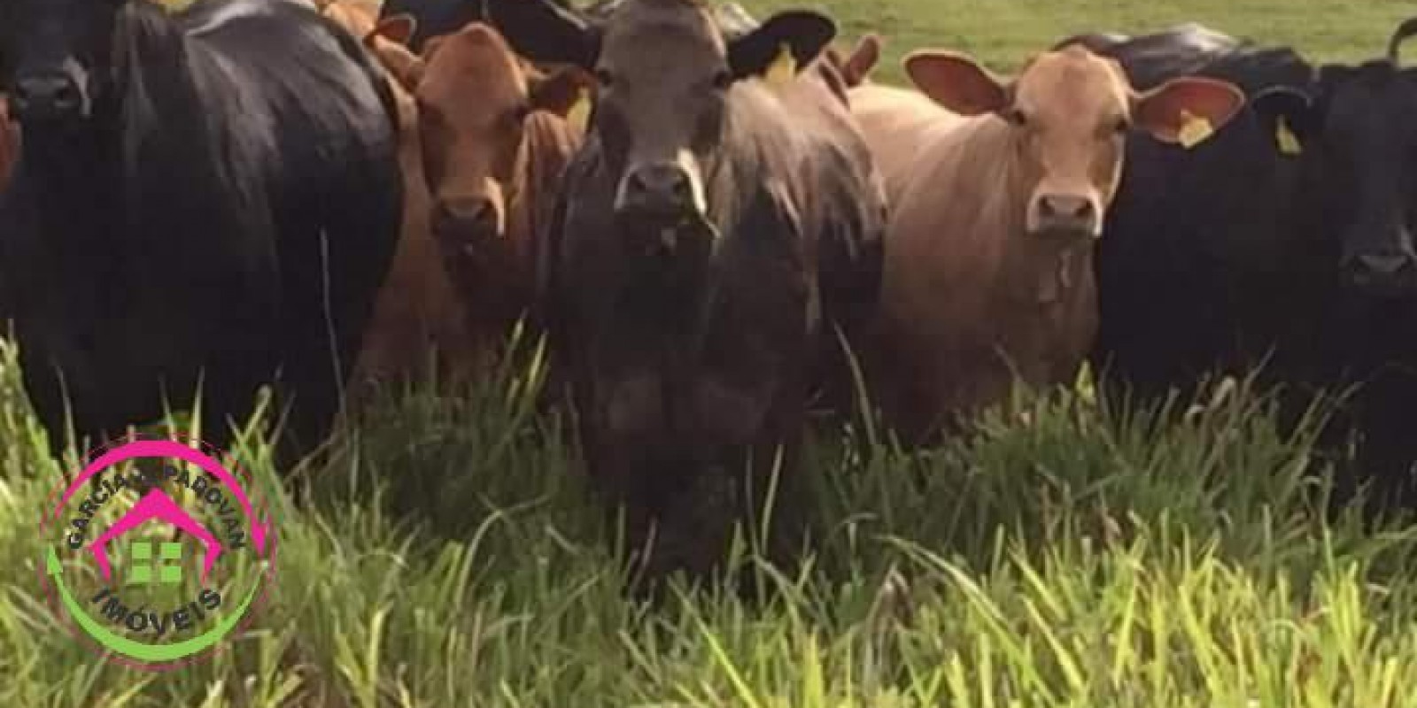 Fazenda à Venda:  652 Hectares - Caxambu-MG - Foto 3 de 7