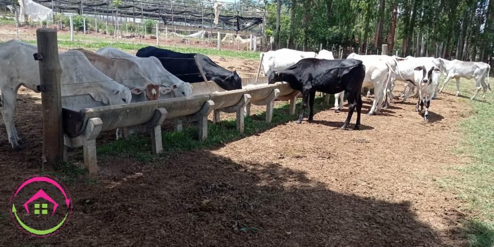 Vende Fazenda Dupla Aptidão em Paranapanema - SP  - Foto 14 de 15