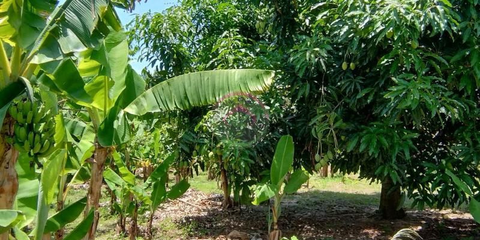 Chácara a Venda em Bofete  SP - Foto 4 de 15