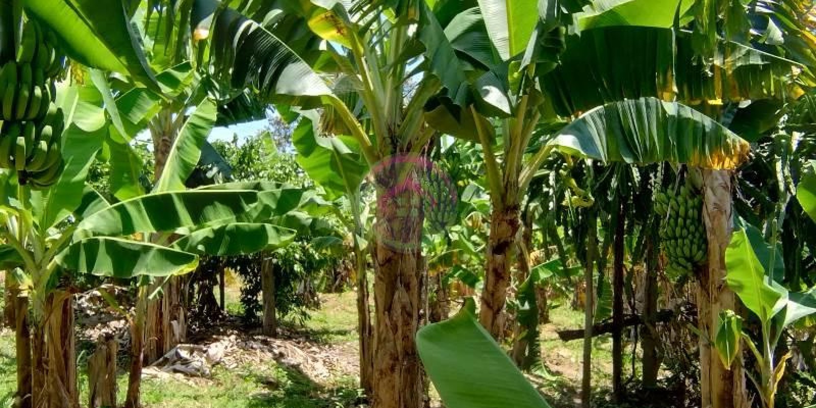 Chácara a Venda em Bofete  SP - Foto 6 de 15