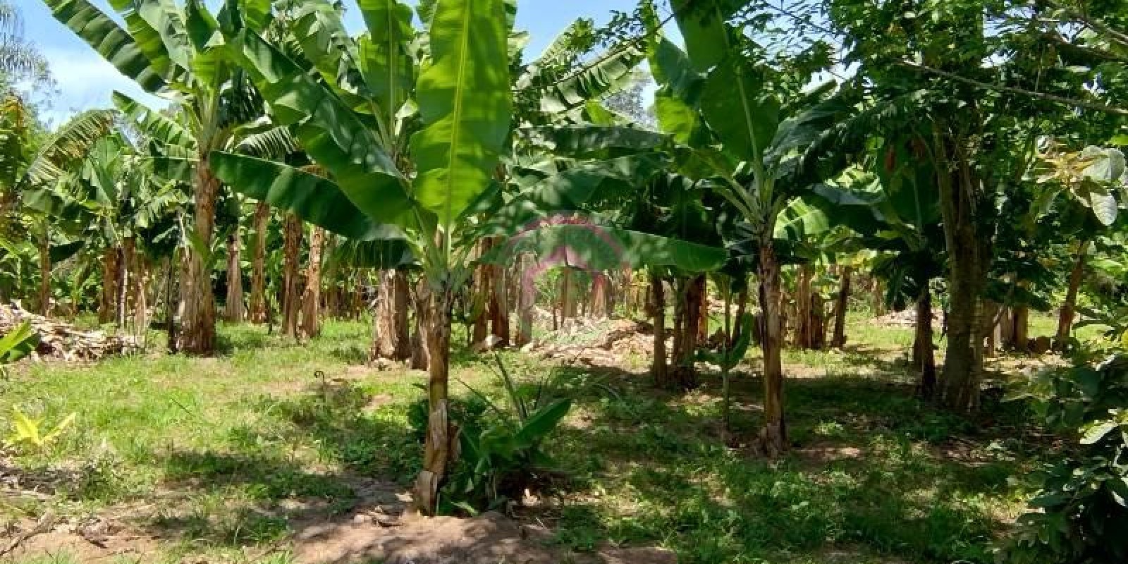 Chácara a Venda em Bofete  SP - Foto 8 de 15