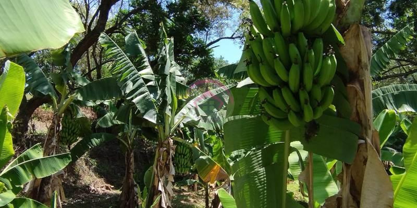 Chácara a Venda em Bofete  SP - Foto 11 de 15