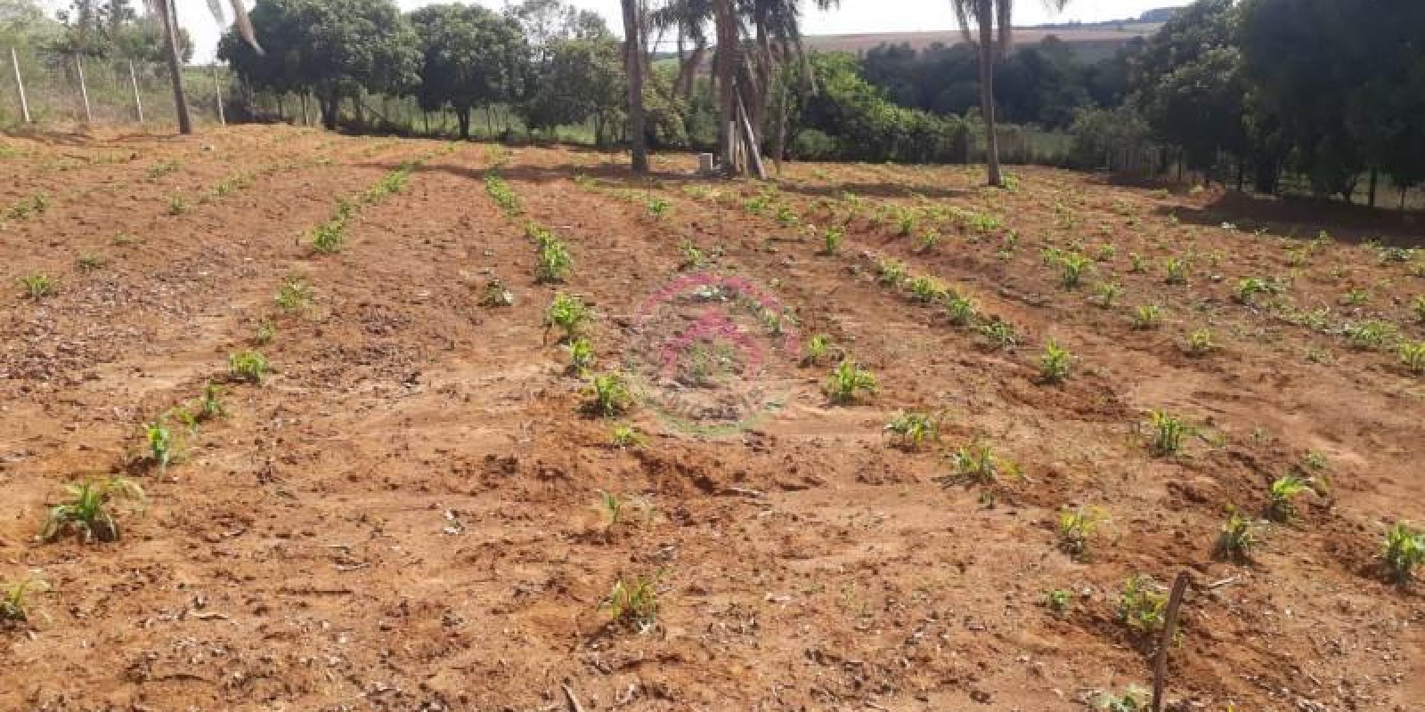 Vende se Chácara - Botucatu SP - Foto 10 de 10