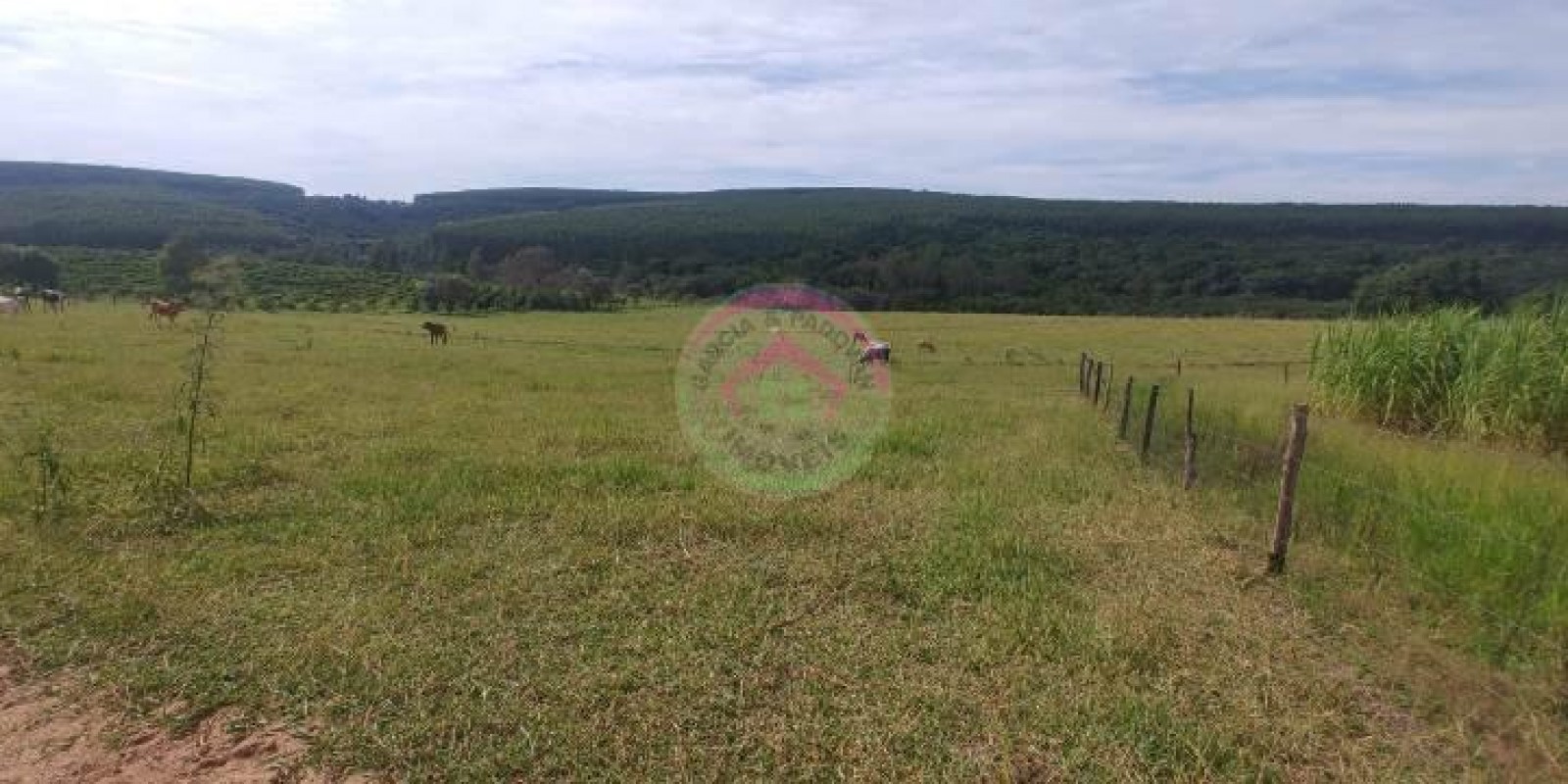 Vende Sítio 6.9 alqueires em São Manuel SP - Foto 13 de 21