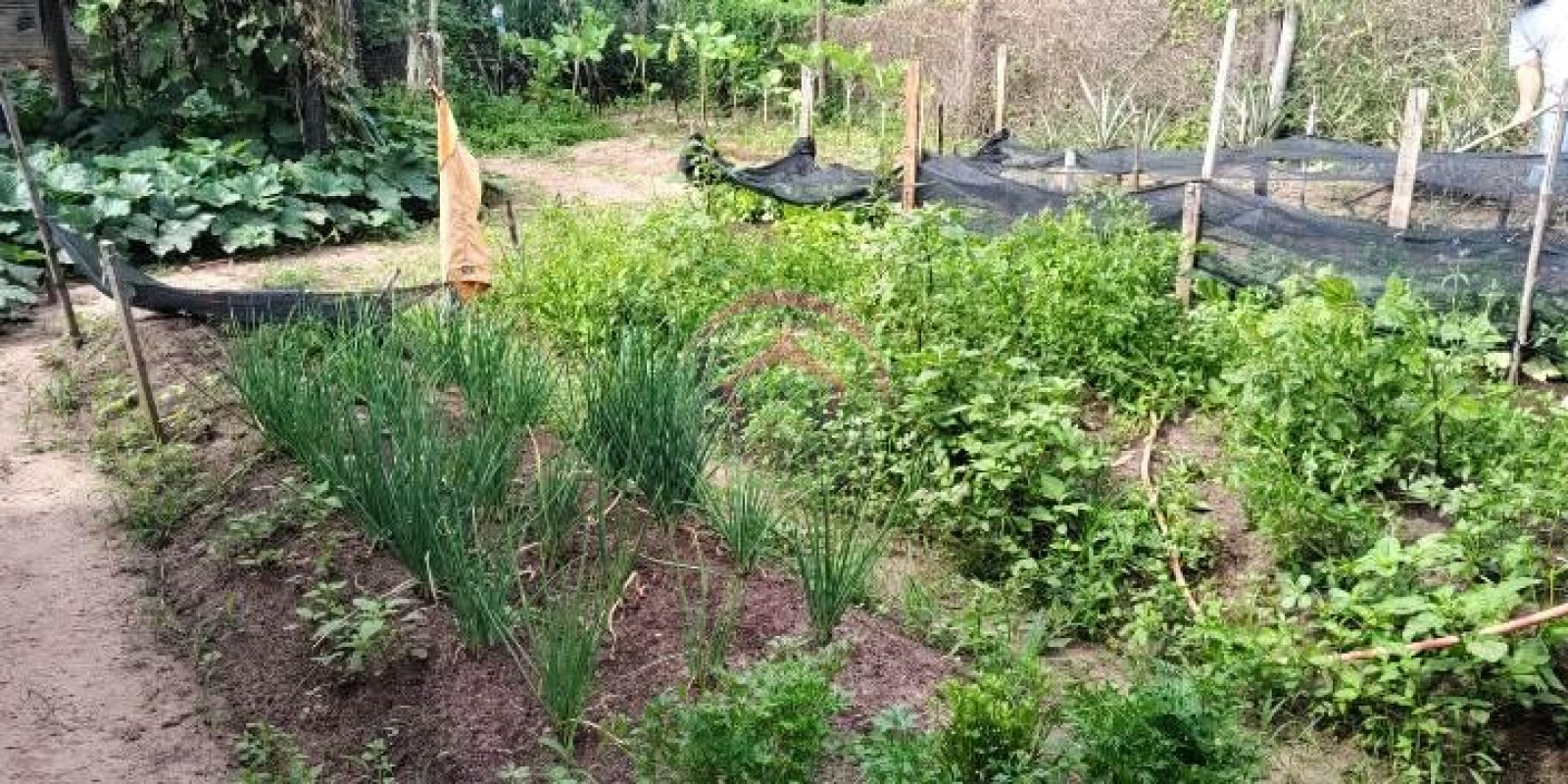 Vende Sítio 6.9 alqueires em São Manuel SP - Foto 18 de 21