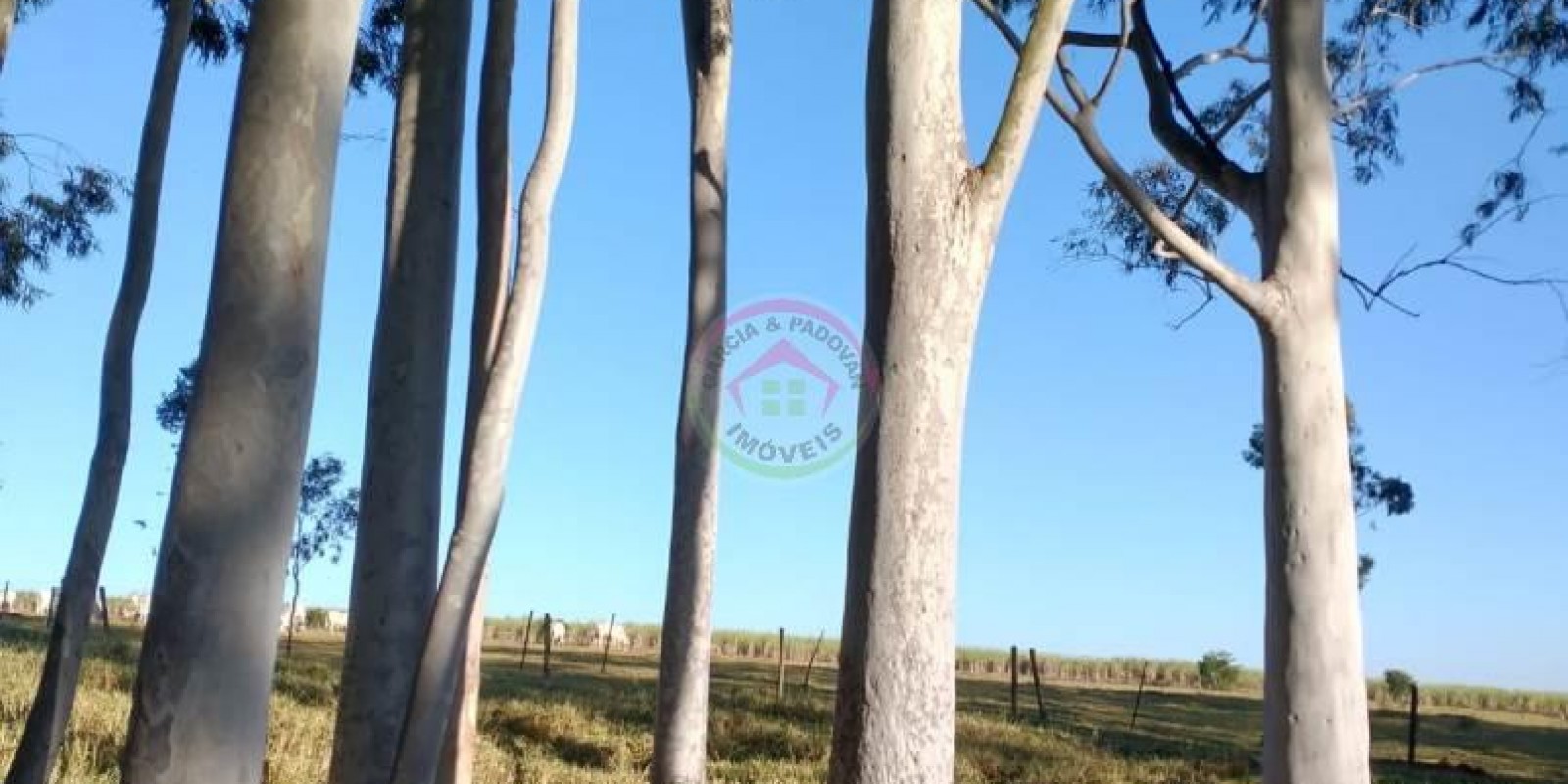 Sítio em Ótima Localização em Pratânia SP - Foto 7 de 16