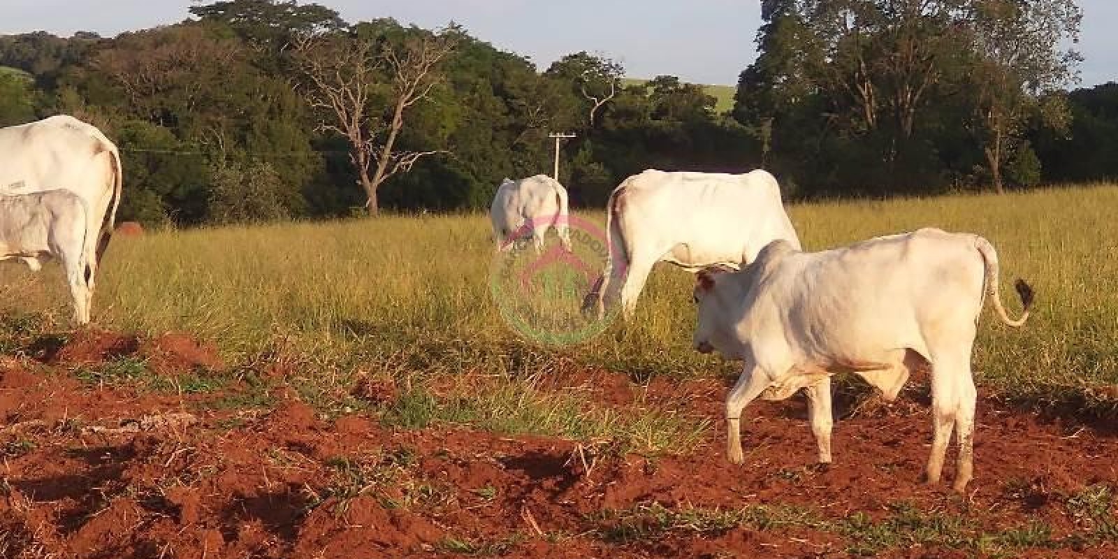 Sítio em Ótima Localização em Pratânia SP - Foto 3 de 16