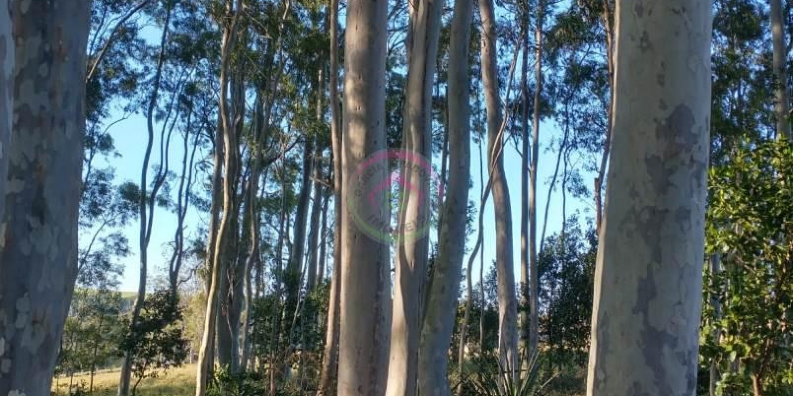 Sítio em Ótima Localização em Pratânia SP - Foto 8 de 16