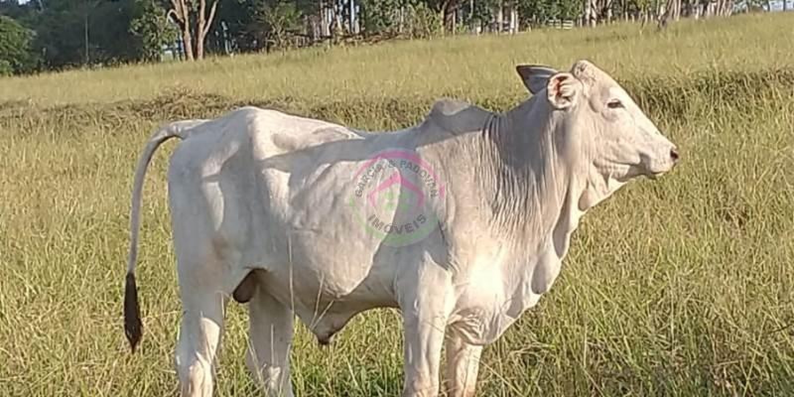 Sítio em Ótima Localização em Pratânia SP - Foto 11 de 16