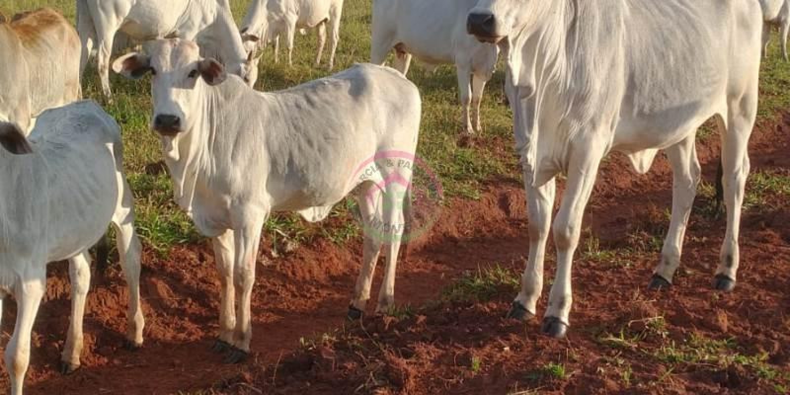 Sítio em Ótima Localização em Pratânia SP - Foto 12 de 16