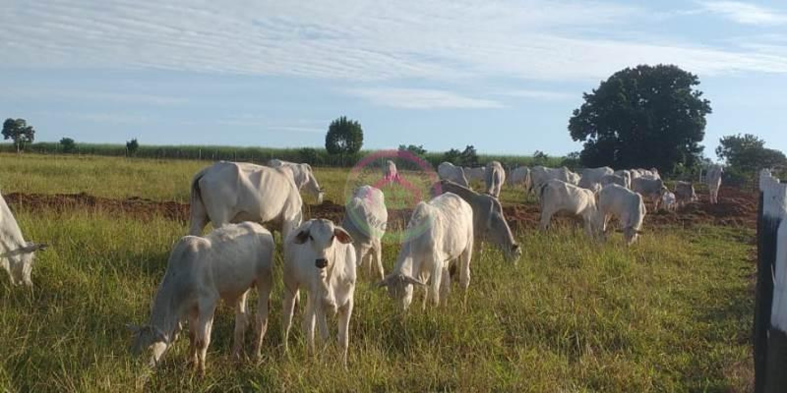 Sítio em Ótima Localização em Pratânia SP - Foto 14 de 16
