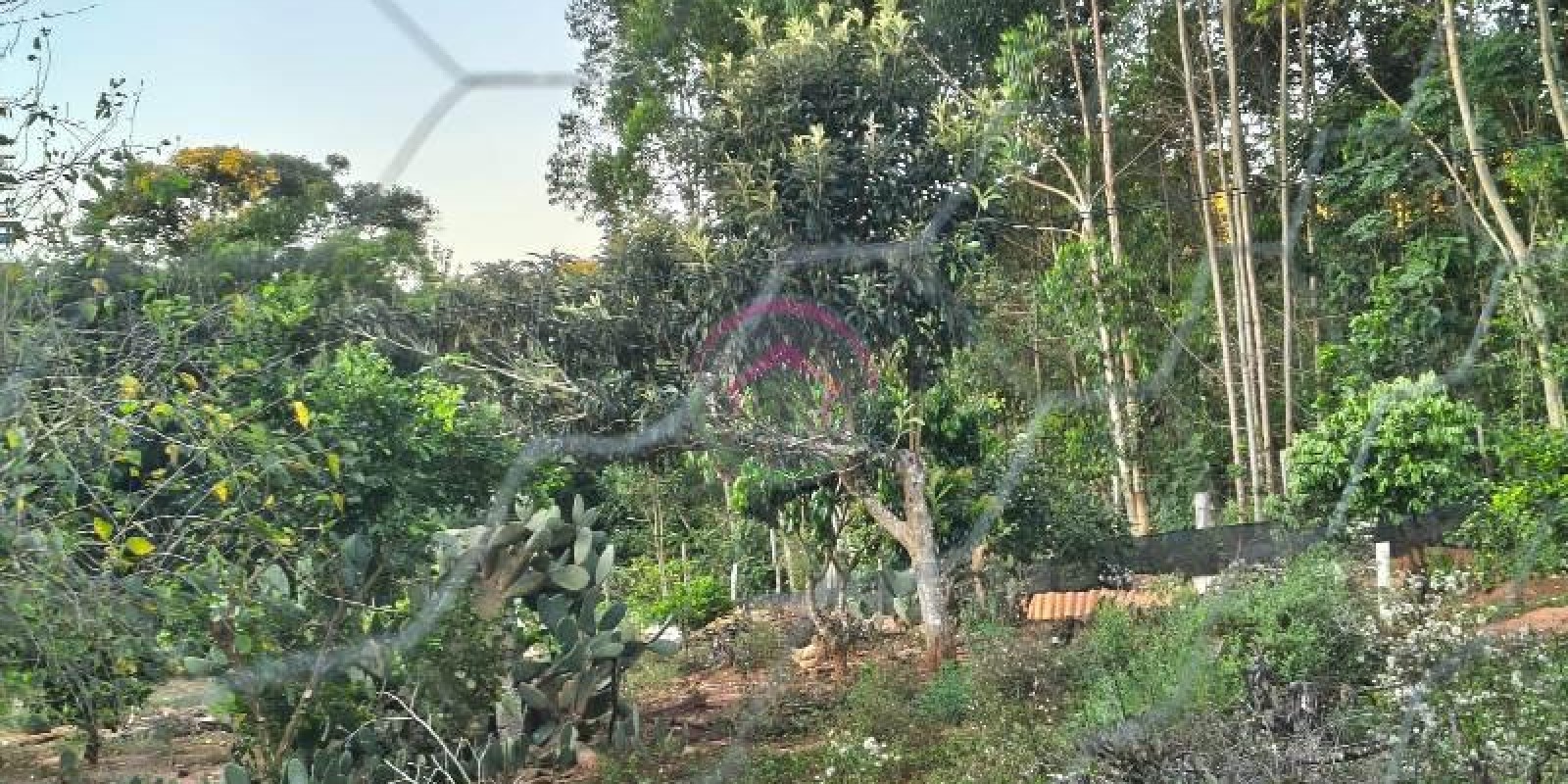 Vende-se Área Rural em Pardinho SP - Foto 13 de 31