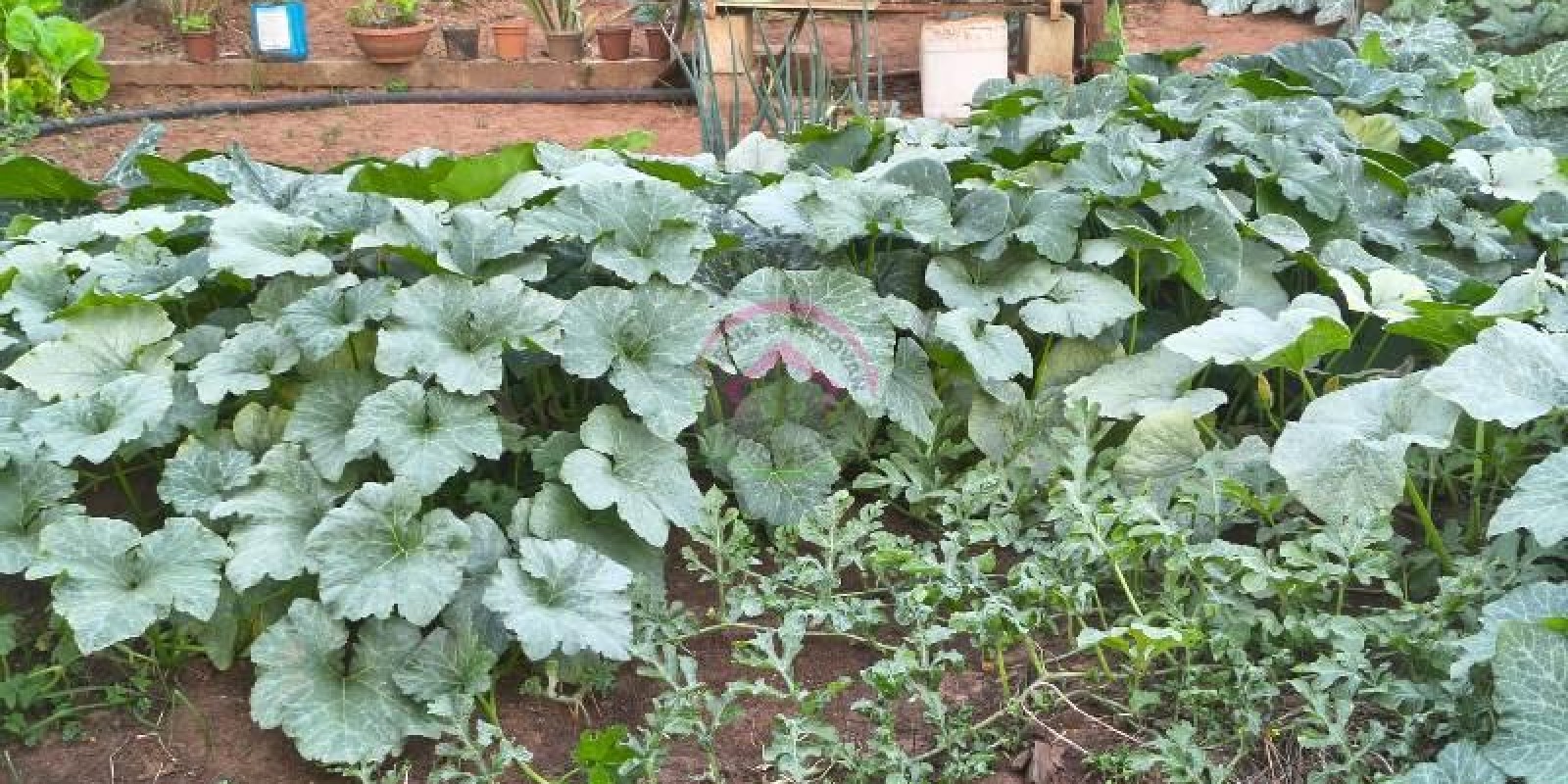 Vende-se Área Rural em Pardinho SP - Foto 14 de 31