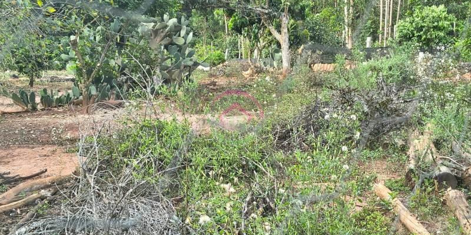 Vende-se Área Rural em Pardinho SP - Foto 16 de 31